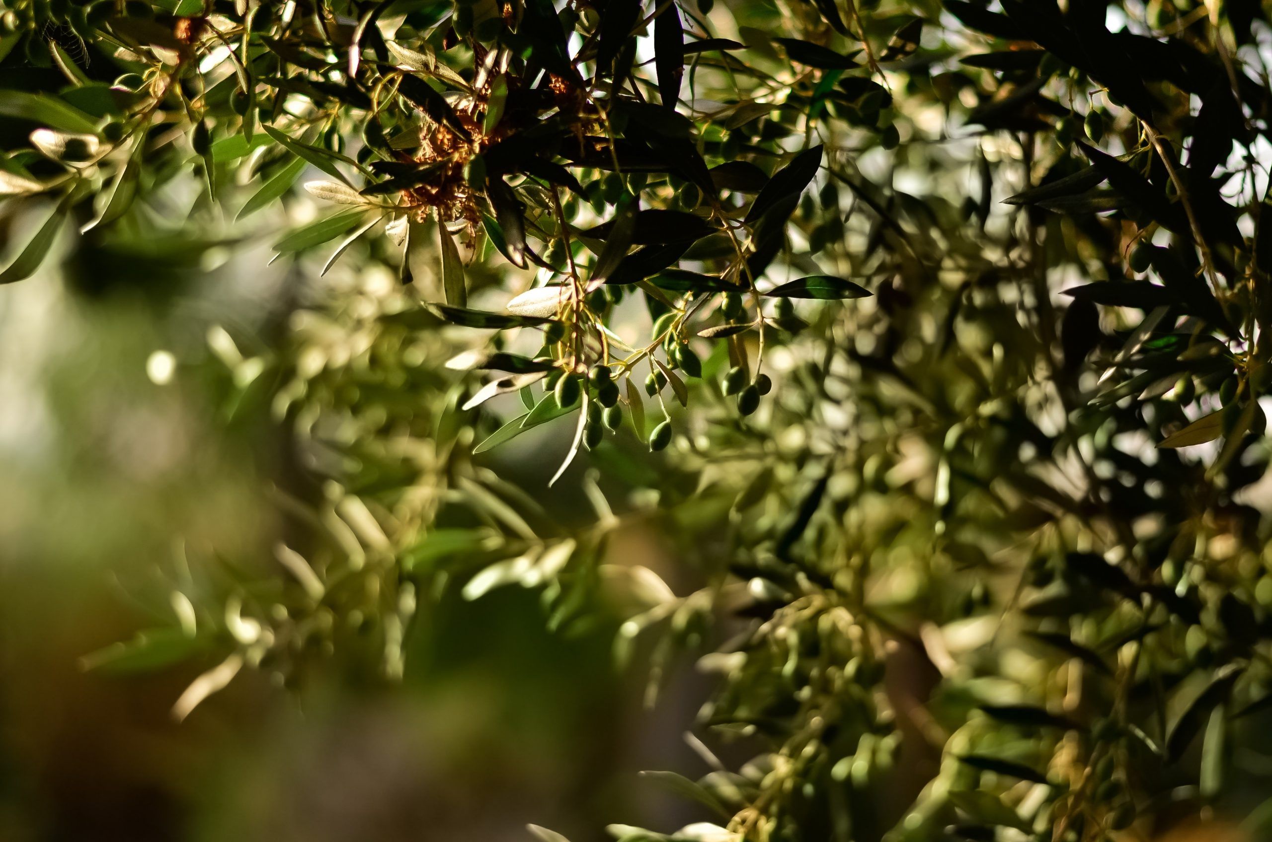 green-leaf-fruit-tree-selective-focal-photo-1047312