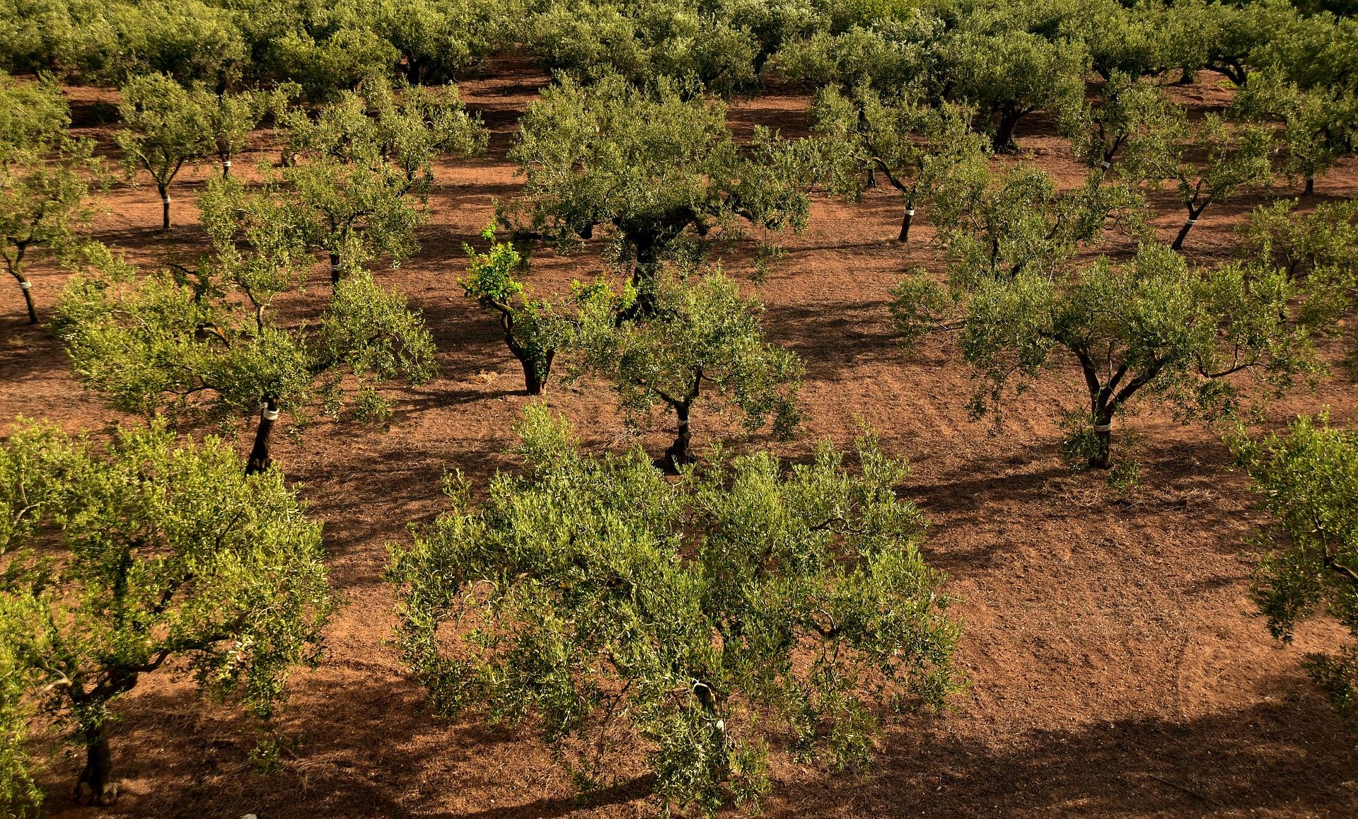 olive-trees-3622571_1920